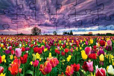 CAMPO DE TULIPANES jigsaw puzzle