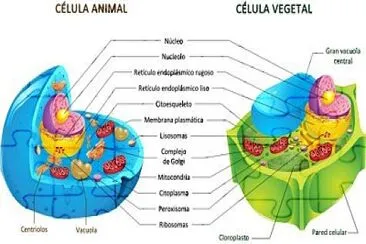 CÉLULA ANIMAL E  CELULA VEGETAL