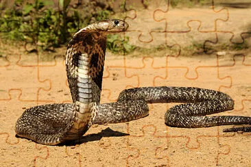 Cobra jigsaw puzzle