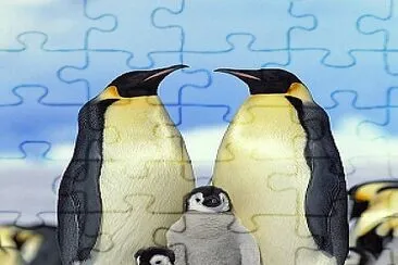 Pingüinos