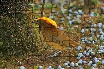 Uccello giardiniere di buon gusto