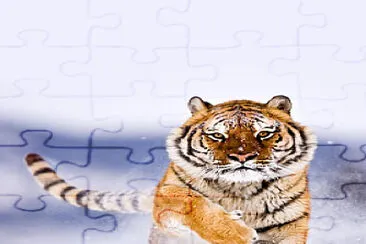 tigre jigsaw puzzle