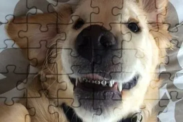 ZE DOGUINHO jigsaw puzzle