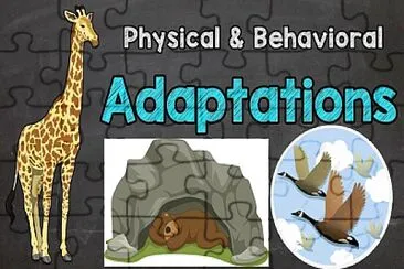 Animals adaptation