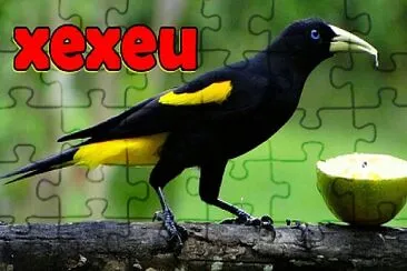 פאזל של XEXEU AVE