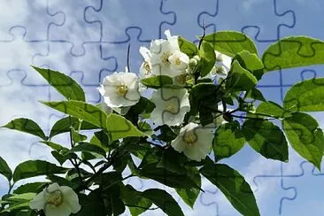 philadelphus jigsaw puzzle