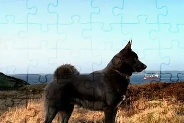 Norsk buhund jigsaw puzzle