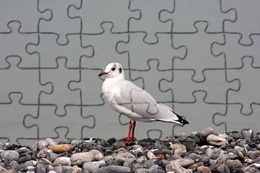 Mouette