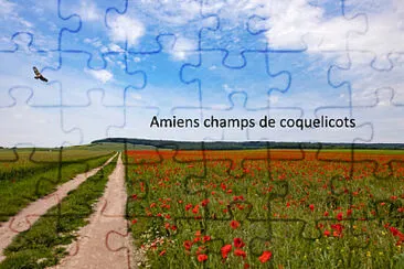 Champ de coquelicots