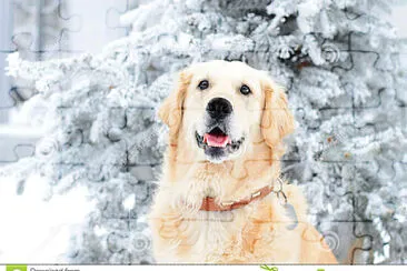 Perrito en la nieve