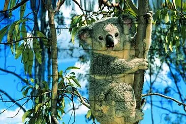 Koala