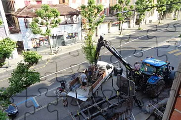 Arrivée nouvel arbre Neuchâtel