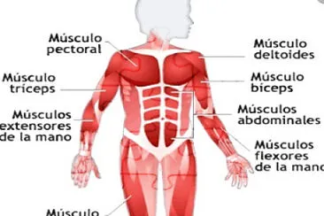 SISTEMA MUSCULAR