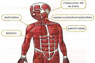 SISTEMA MUSCULAR