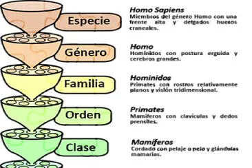 Taxonomia