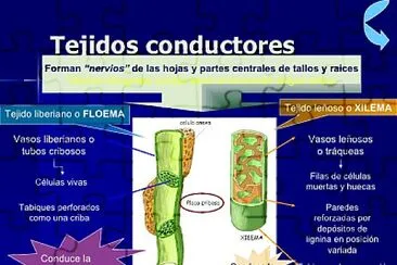 Tejidos conductores