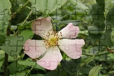 rosa canina jigsaw puzzle