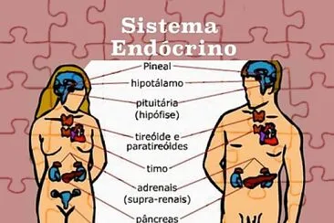 SISTEMA ENDOCRINO 8ºB