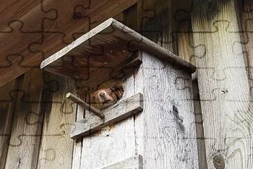 Squirrel in Birdhouse.