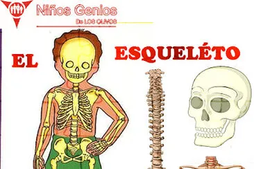 El esqueleto