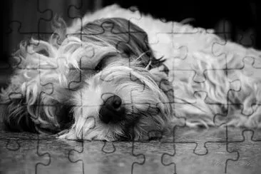 Tuco jigsaw puzzle