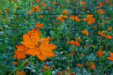 flores del campo jigsaw puzzle