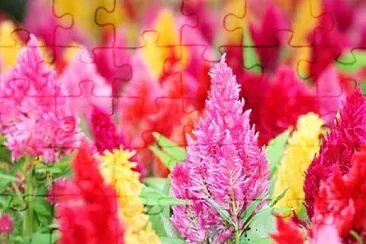 colorful flowers jigsaw puzzle