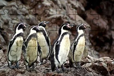 פאזל של Pinguinos de Humboldt