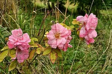 פאזל של Pink roses