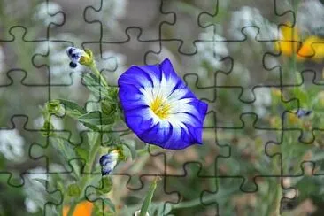 Foto jigsaw puzzle