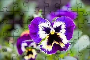 Foto jigsaw puzzle