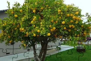 lemon jigsaw puzzle