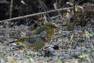 Bengalino verde