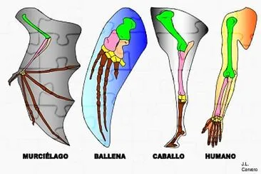 Evidencias anatómicas