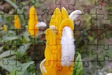 FLOWERS jigsaw puzzle