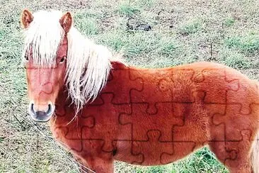 CABALLO jigsaw puzzle