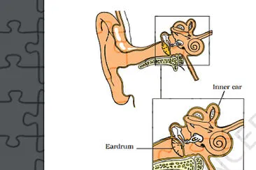 human ear