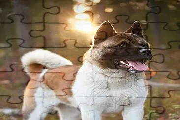 AKITA jigsaw puzzle