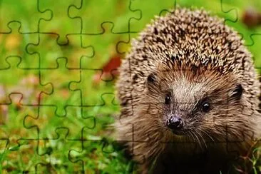 X jigsaw puzzle