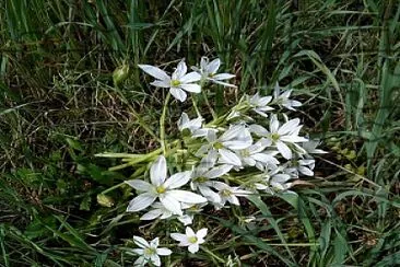 Fiori di campo