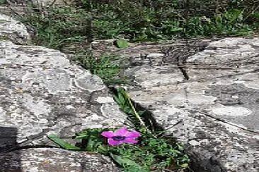 flower between rocks