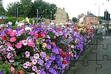 Summer Flowers