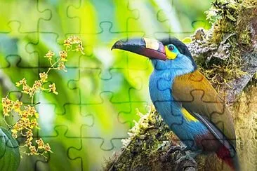 tucan jigsaw puzzle