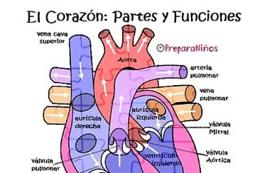 Corazón