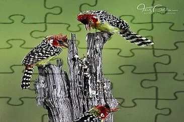 oiseau jigsaw puzzle