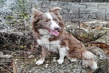 Border collie lilac