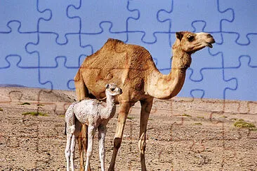 פאזל של Puzzle cammello