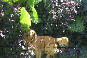 Cocky en el jardín