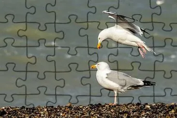 oiseau jigsaw puzzle