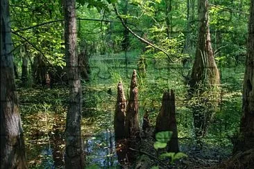 Swamp